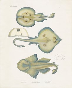 Rájafajok a Rajiformes rendből (kézzel színezett litográfia) alkotó: Anstalt Arnz & Co.