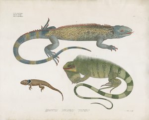 Különböző élőhelyeken élő pikkelyes gyíkok (kézi színezett litográfia) alkotó: Anstalt Arnz & Co.