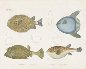 Különböző gömbhalfajok és anatómiai jellemzőik (kézi színes litográfia) alkotó: Anstalt Arnz & Co.