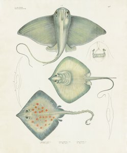 Különböző sugárfajok anatómiai részletekkel (kézi színezett litográfia) alkotó: Anstalt Arnz & Co.