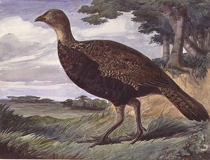 Fácán és Greyhen hibrid (akvarell papíron)
