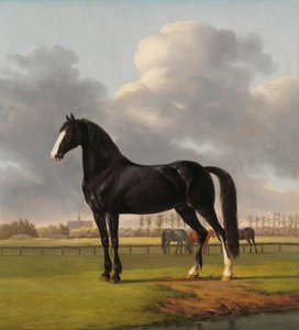 Adriaan van der Hoop ügetője „De Vlugge” (A gyors) a réten A kemény ügető De Vlugge Adriaan van der Hooptól a réten