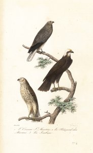A tyúkrigó, az eurázsiai mocsári rétis és a Montagu-rigó. alkotó: Antoine (after) Chazal