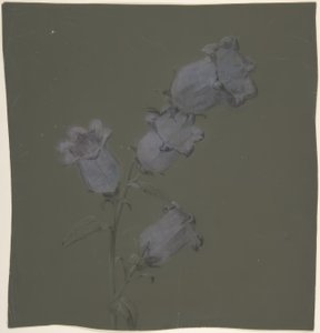 Canterbury Bells permetezése alkotó: Antoine Berjon