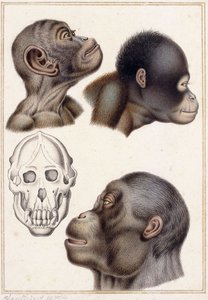 Pongo koponyája alkotó: Antoine Charles Vauthier
