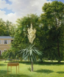 Egy yucca pálma a Neuilly Parkban. 1845