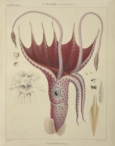 Squid, Pl. 2, 