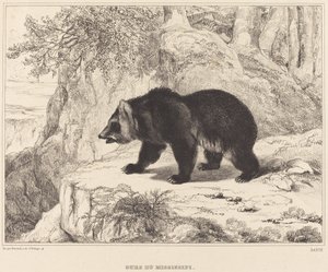 Mississippi Medve, 1836.