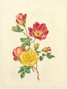 Gally vadrózsa alkotó: Antoinette Luden