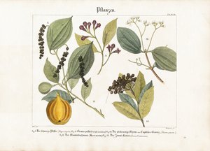 Gazdaságilag fontos fűszernövények