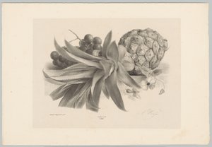 Ananász és szőlő Flower and Fruit Studies (...) 10. epizód (sorozat címe) alkotó: Anton Weiss