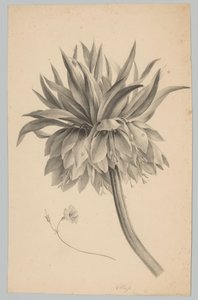 Virág a száron Flower and Fruit Studies (...) 3. epizód (sorozat címe) alkotó: Anton Weiss