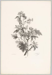 Virágok az ágon Flower and Fruit Studies (...) 10. epizód (sorozat címe) alkotó: Anton Weiss