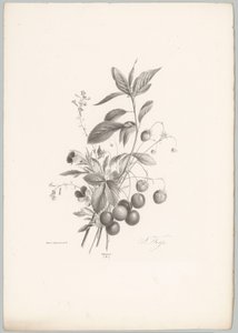 Virágok, eper és cseresznye Flower and Fruit Studies (...) 10. epizód (sorozat címe)