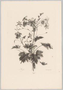 Tövises virágok Flower and Fruit Studies (...) 10. epizód (sorozat címe) alkotó: Anton Weiss
