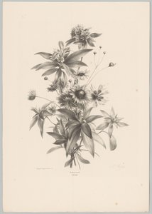 Különféle virágok Flower and Fruit Studies (...) 10. epizód (sorozat címe) alkotó: Anton Weiss