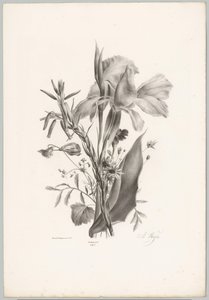 Különféle virágok Flower and Fruit Studies (...) 10. epizód (sorozat címe) alkotó: Anton Weiss