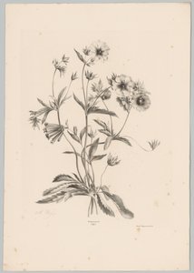 Különféle virágok Flower and Fruit Studies (...) 10. epizód (sorozat címe) alkotó: Anton Weiss