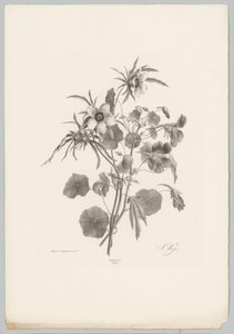 Különféle virágok Flower and Fruit Studies (...) 10. epizód (sorozat címe) alkotó: Anton Weiss