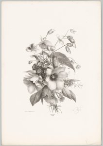 Különféle virágok Flower and Fruit Studies (...) 10. epizód (sorozat címe) alkotó: Anton Weiss
