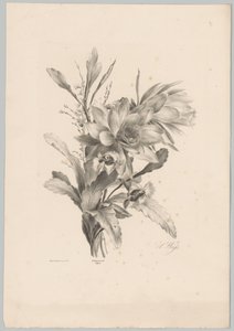 Különféle virágok Flower and Fruit Studies (...) 10. epizód (sorozat címe) alkotó: Anton Weiss