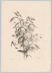 függő virágok Flower and Fruit Studies (...) 10. epizód (sorozat címe) alkotó: Anton Weiss