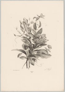 Hortenzia és egyéb virágok Flower and Fruit Studies (...) 10. epizód (sorozat címe) alkotó: Anton Weiss
