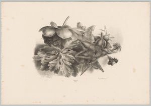 Passióvirágok és levelek Flower and Fruit Studies (...) 10. epizód (sorozat címe) alkotó: Anton Weiss