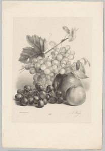 Vörös és fehér szőlő és alma Flower and Fruit Studies (...) 10. epizód (sorozat címe)