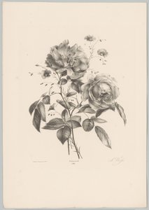 Rózsa és szegfű virág Flower and Fruit Studies (...) 10. epizód (sorozat címe) alkotó: Anton Weiss