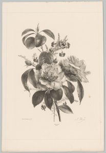 Rózsák és egyéb virágok Flower and Fruit Studies (...) 10. epizód (sorozat címe) alkotó: Anton Weiss