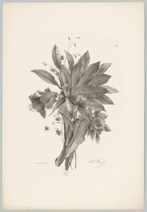Csillag és harang alakú virágok Flower and Fruit Studies (...) 10. epizód (sorozat címe) alkotó: Anton Weiss