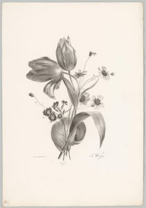 Tulipánok és százszorszépek Flower and Fruit Studies (...) 10. epizód (sorozat címe) alkotó: Anton Weiss