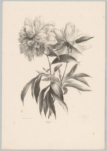 két virág Flower and Fruit Studies (...) 10. epizód (sorozat címe) alkotó: Anton Weiss