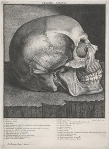 Emberi koponya alkotó: Antonio Cattani