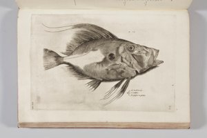 Illusztráció Ippolito Salviani "Aquatilium animantium historia, liber primus" című könyvéből, 1554