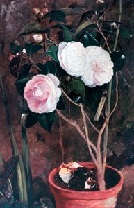 Camelias, 19. század