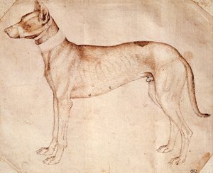 Antonio Pisano, Pisanello (1395 előtt - kb. 1455) tanulmánya a vadászkutyáról, tollal és barna tintával rajzolva alkotó: Antonio Pisanello