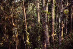 Rain Forest IV, 2021 (fotó) alkotó: Antonio Schubert