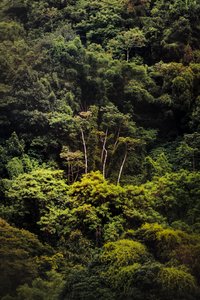 Rain Forest IX, 2018 (digitális fotó) alkotó: Antonio Schubert