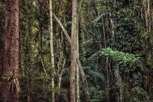Rain Forest V, 2021 (digitális fénykép)