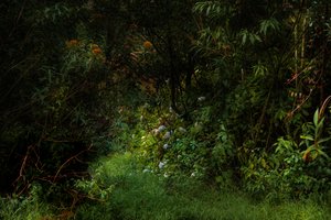 Trails, 2015 (digitális fénykép)