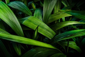 Tropical Gardens II, Rio de Janeiro, Brazília, 2024 (fénykép)