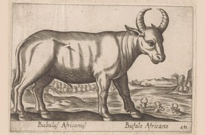 afrikai bivaly Bubalus Africanus/ Bufalo Africano (cím a tárgyon) Állatok és mitikus lények (sorozat címe) Nova raccolta de li animali piu curiosi del mondo (sorozat címe) alkotó: Antonio Tempesta