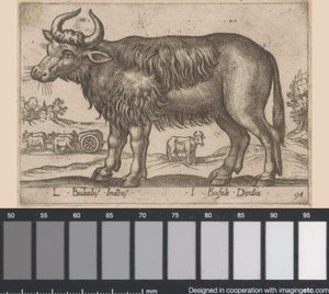 Bivaly L Bubalus Indicus/ I Bufola Dindia (cím a tárgyon) Dieren en fablewezens (sorozat címe) A világ legkíváncsibb állatainak új gyűjteménye (sorozat címe) alkotó: Antonio Tempesta
