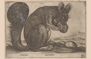 Ekhorn Sciurus/ Sciratto (cím a tárgyon) Dieren en fabelwezens (sorozat címe) Új kíváncsi kis állat a világon (sorozat címe) alkotó: Antonio Tempesta