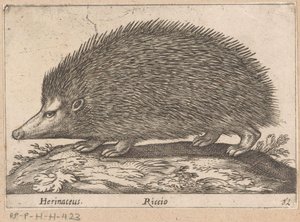 egel Herinaceus/Riccio (cím a tárgyon) Dieren en fabelwezens (sorozat címe) Nova raccolta de li animali piu curiosi del mondo (sorozat címe)