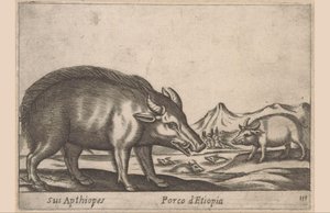 Etióp művek Aptiópjai/Etióp malac (cím a tárgyon) Dieren en fabelwezens (sorozat címe) Új kíváncsi kis állat a világon (sorozat címe) alkotó: Antonio Tempesta