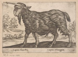 Egy szarvú kecske Capra Silvestris/ Capra Selvaggia (cím a tárgyon) Dieren en fablewezens (sorozat címe) A világ legkíváncsibb állatainak új gyűjteménye (sorozat címe) alkotó: Antonio Tempesta