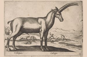 kecskeszagú Colopus/Colopo (cím az objektumon) Dieren en fablewezens (sorozat címe) A világ legkíváncsibb állatainak új gyűjteménye (sorozat címe) alkotó: Antonio Tempesta